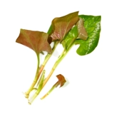 Нежные листья складные корни ушей Houttuynia cordata Свежая сезонная растительная боковая корень уха Специализированный Специализированный холодный смешанный корень ноздри ноздри