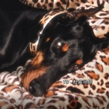 Оригинальная дикая собачья собачья узора в диком городе, любящий воротнич, средне -ориентированную собаку может быть заменена