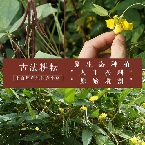 Naxi Fields Chixiaodou Yunnan Специализированные фермеры родители Родители Родители красной фасоли Разное