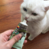 Malt Bear Đức Petive Life Pitila Cat Vitamin 50g Miễn phí vận chuyển 19.12 - Cat / Dog Health bổ sung Sữa cho chó con mất mẹ Cat / Dog Health bổ sung