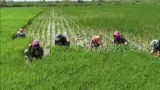 Северо -восточный рис Mi Gimi Rice 5 кг в ароматизаторе, громкий аромат.