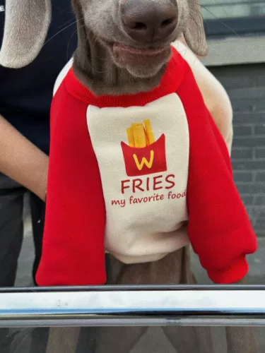 Собака для любимой собаки большая одежда для собак круглой шеи цвета воротнич