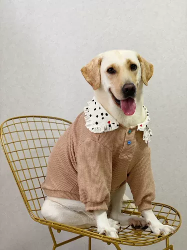 ПЭТ Осень и Зимняя одежда Dot -Collar Collagen Covert Coating крупная собака Лабрадор Золотая шерсть защита от воздуха кондиционер