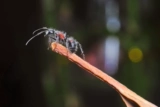 Падающий снег -Ант павильон Pets Ant Ant Ant Fragragint Bow Hatter Ant Ant 2022 New Houjun