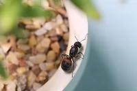 Падающий снег -Ант павильон Pets Ant Ant Ant Fragragint Bow Hatter Ant Ant 2022 New Houjun