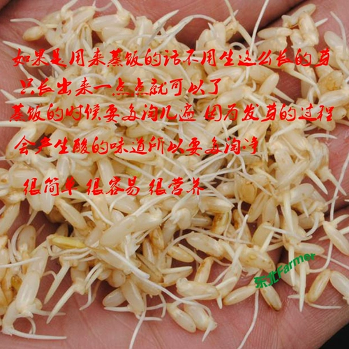 Северо -восточный баннер Jilin Brown Rice 500 г высококачественных рисовых фермеров Japonica Farmers и грубых зерен прорастает новый рис полная бесплатная доставка