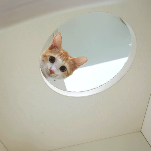Кошки кошки скалолазания полки негабаритный строительный блок кошачий кошка полки мечи и конопля, Тяньчжу кошачье дерево