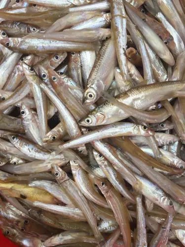 Heyuan Xiaoshi Fish Sardies