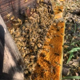 Свежий лотос пыльца натуральный порошок лотоса напрямую производится и продается прямой подачей пчелиного двора (гранулированные по умолчанию)