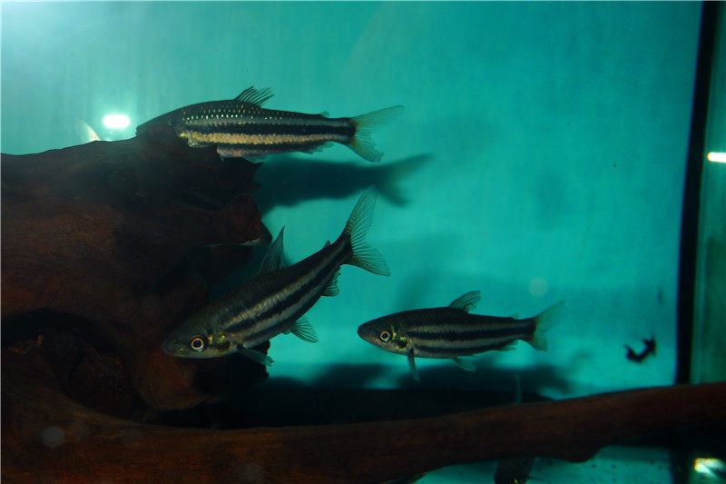 询问下这种大铅笔鱼的详细资料