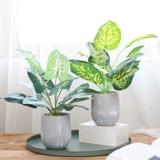 Брендовая лампа для растений, креативное украшение в помещении для гостиной для офиса