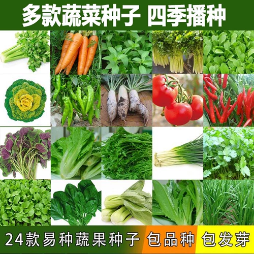 22 вида семян овощей выбраны для блюд на балконах, четыре сезона размножения семян овощей осень