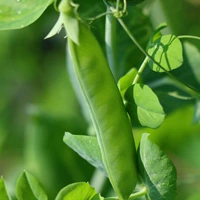 20 зерна голландских бобов