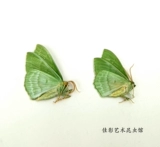 Спецификации моли мотыльки с морским зеленым глин