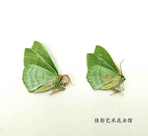 Спецификации моли мотыльки с морским зеленым глин