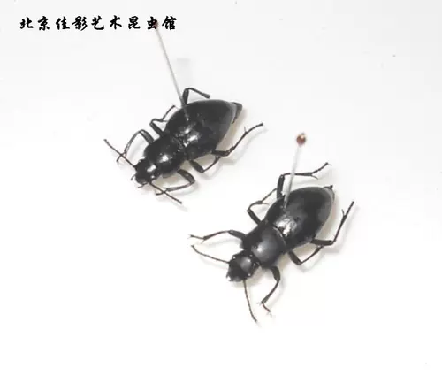 Jiaing Desert Aravian A Davidation Armor, упрощающая необработанную мокрую червя.