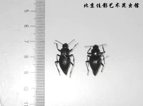 Jiaing Desert Aravian A Davidation Armor, упрощающая необработанную мокрую червя.