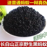 Черный муравей дикий гангбайский муравей муравей сухой здоровье вино является черным шипам, китайский лекарственный материал на северо -востоке Большой черный муравей