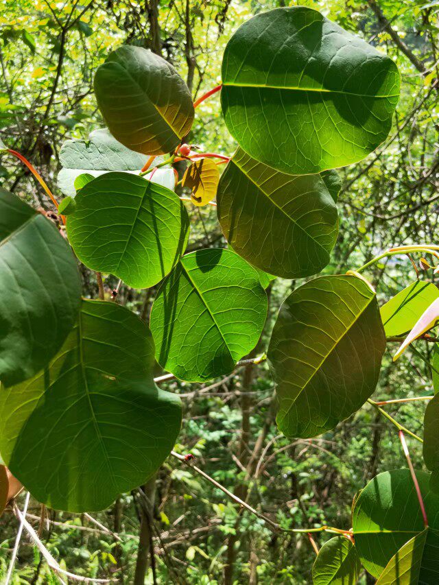 能源植物种植产业需要更系统的举措