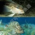 Tầm nhìn ban đêm hồng ngoại neo cá cá dưới nước sight HD câu cá câu cá dưới nước detector thiết bị máy ảnh can cau tay Thiết bị đánh cá