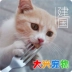 Trung Quốc FelineHouse chất béo mặt mèo nhà pet mèo đồ ăn nhẹ đông khô 6 hương vị hỗn hợp dùng thử 47 gam