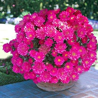 Cuiju Rose Red (взрывной горшок) 1 грамм