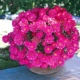Cuiju Rose Red (взрывной горшок) 1 грамм