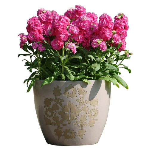 Lianlianxuan Purple Lan Seeds Searnsing Flowers and Seeds Four Seasons Цветения цвету