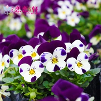 Серия фанатов Horing Butterfly смешанный цвет смешанный цвет 20 капсул