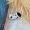 Sesame pin phim hoạt hình dễ thương ngôi sao lớn cá sấu Shiba Inu búp bê trâm quần áo túi giày khóa ren trang trí nữ - Trâm cài