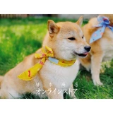 Хепберн Магазин Бесконечный летний охлаждение домашних животных с ледяным шарфом на открытом воздухе.