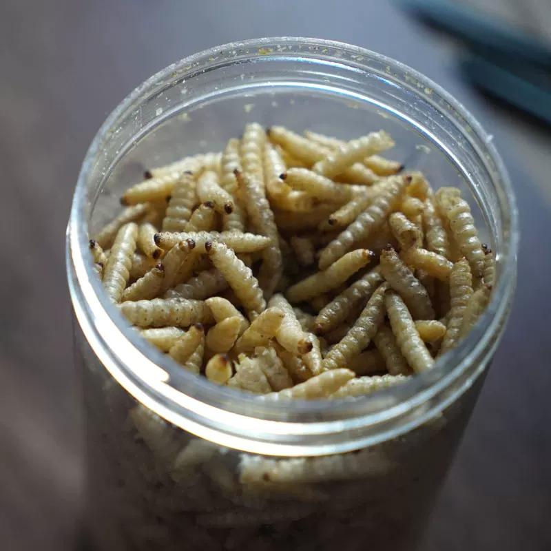 虹蜡 Corn honeygline dry bales large wax larvae high protein live body climbing pet poultry nutrition feed delicious