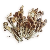 Jiangxi Guangchang Umbrella Tea Tree Mushroom Dry Specialty Product 500 г чайные грибы Специальные продукты