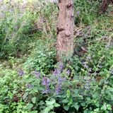 Юньнань Зиран Китайский лекарственные материалы Даншан Прицевой 500G Сальвиаз чай натуральный песок пески без порошка.