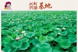 [Теперь размолоть семена лотоса] Hubei Specialty HONGHU DRY GOODE DE -CORE WHET LOTUS SEED 500G CREAD SCLEANG CEATH
