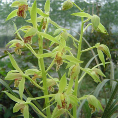 Цветок 精品兰花苗带花苞兰草春兰新鲜熟草浓香蕙兰九头兰四季绿植物花卉