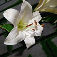 Палка с клейкой увлажняющей лилией (белая)