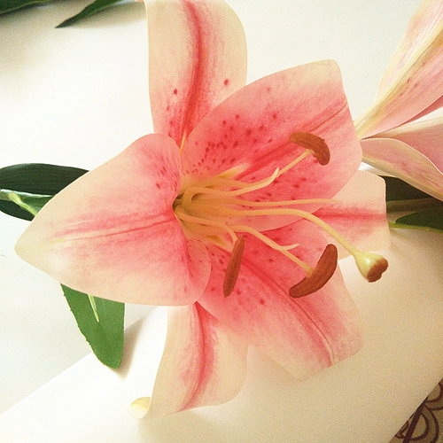 Симуляция лилия увлажнение