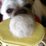 Японская расчесывающаяся волоса массаж ванна щетка французская борьба с собаками корги для любимой собаки, короткая кошка и собака, чтобы удалить кисть для волос