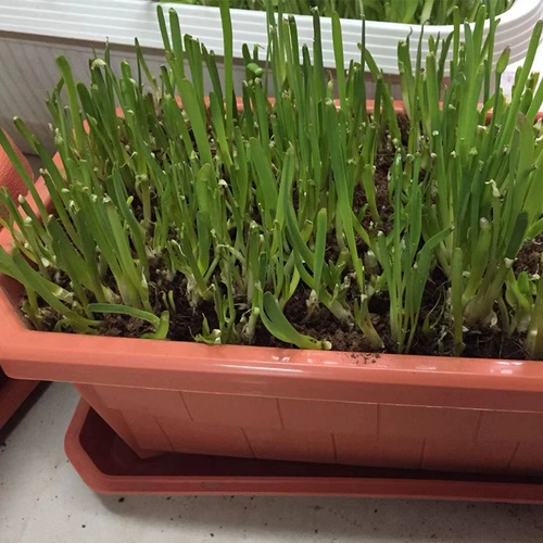 DIY HOTED Living Leek может собирать более 3 стержных желтых балковых балконов.