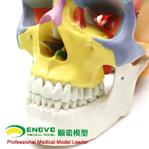 Enovo yinuo Медицинская костяная кость человеческого тела 1: 1 Моделирование малочной циклической кривит нижнечелюстная красота микро -анатомия модель анатомии