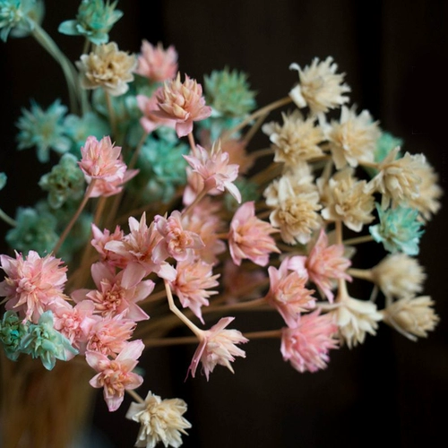 Qiaoqiao diy crystal platinium cubs сухой цветок