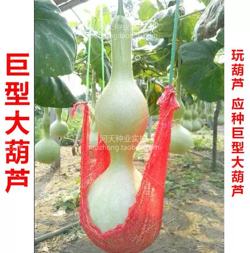 Гигантские негабаритные семена тыквы