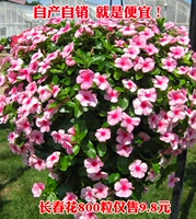 800 зерен в Чанчуне