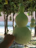 Гигантские негабаритные семена тыквы