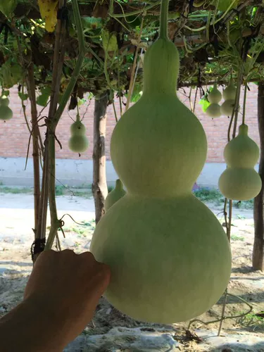 Гигантские негабаритные семена тыквы