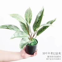 Цвет шампанского 10 листьев молодые горшки L2 .jpg