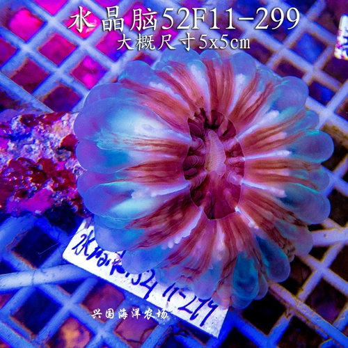 Выбранные кристаллические кристаллические коралл