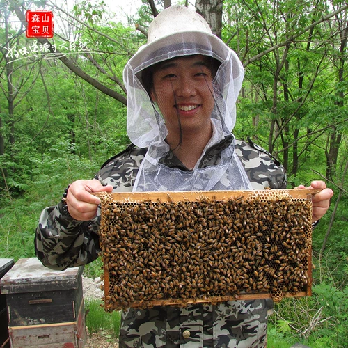 Подлинный девственное лес, деревья, цветы, король, естественный самостоятельный рояльный желе с высоким качеством