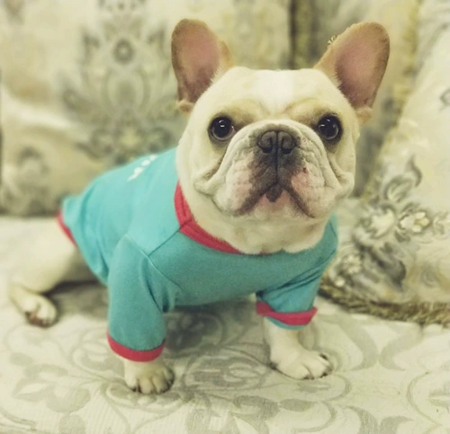 Собака и кошачья одежда тонкий стиль лис жилет плюшевый шнаузер Сумка собака домашнее животное летняя хлопковая футболка Corgi